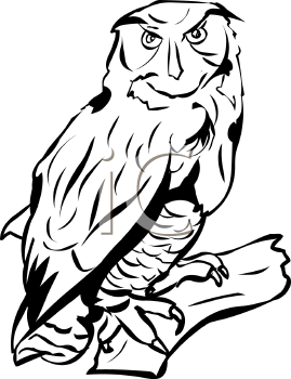 Owl Clipart