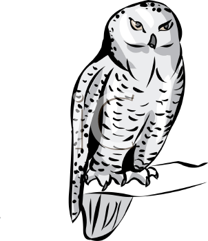 Owl Clipart