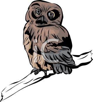 Owl Clipart