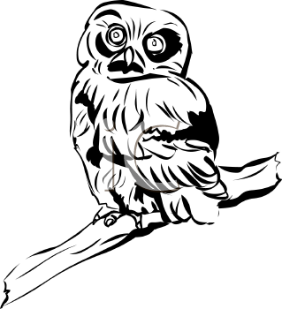 Owl Clipart