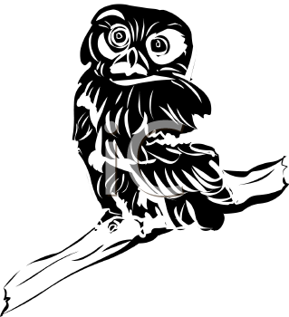 Owl Clipart