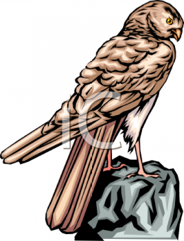 Owl Clipart