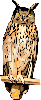 Owl Clipart