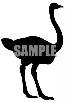 Ostrich Clipart