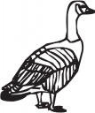 Geese Clipart