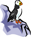 Penguin Clipart