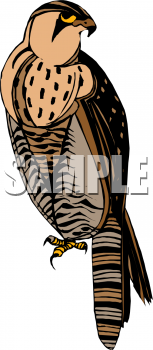 Falcon Clipart