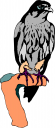 Falcon Clipart