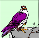 Falcon Clipart