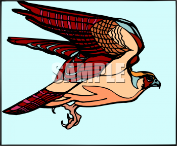 Falcon Clipart