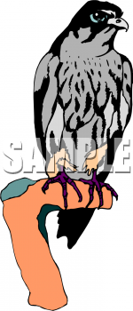 Falcon Clipart