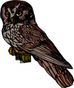 Owl Clipart