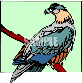 Falcon Clipart