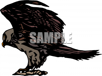 Falcon Clipart