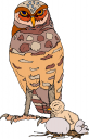 Owl Clipart