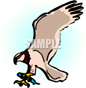 Falcon Clipart