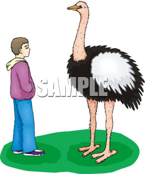 Ostrich Clipart