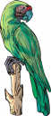 Parrot Clipart