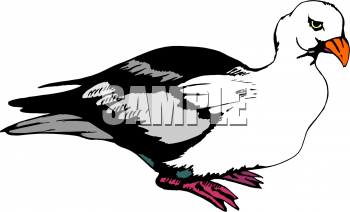 Bird Clipart