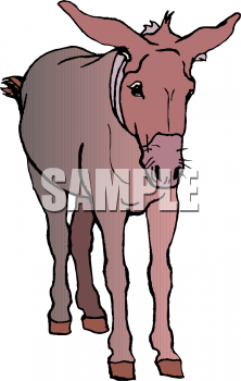 Mule Clipart