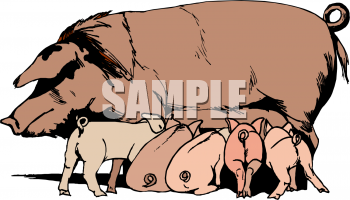 Pig Clipart