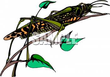 Grasshopper Clipart