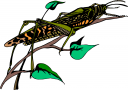 Grasshopper Clipart