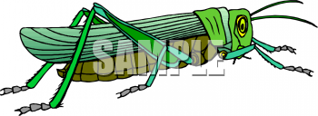Grasshopper Clipart