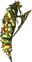 Worm Clipart