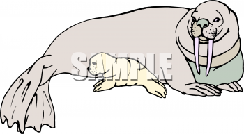 Walrus Clipart