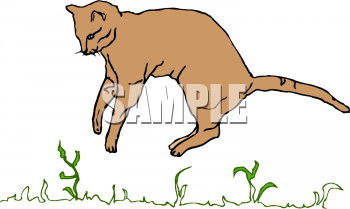 Kitten Clipart