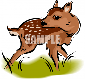 Fawn Clipart