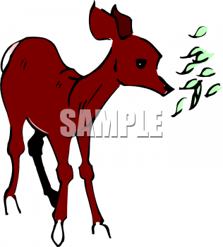 Foal Clipart