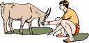 Goat Clipart