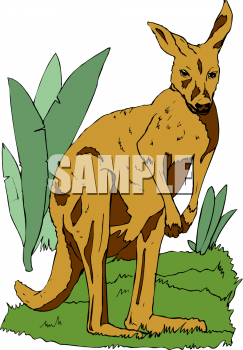Kangaroo Clipart