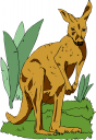 Kangaroo Clipart