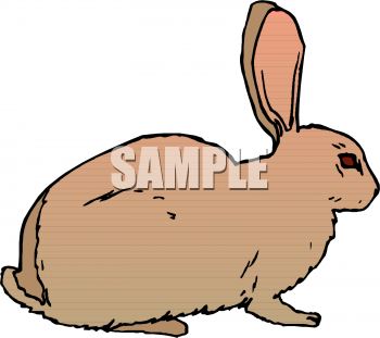 Rabbit Clipart