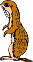 Meerkat Clipart