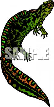 Iguana Clipart