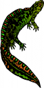 Iguana Clipart