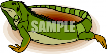 Iguana Clipart