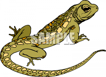 Lizard Clipart