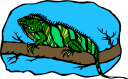 Iguana Clipart