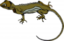 Lizard Clipart