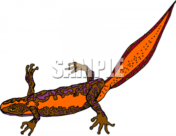 Lizard Clipart