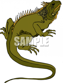 Iguana Clipart