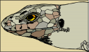 Reptile Clipart