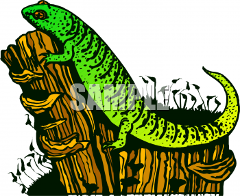 Iguana Clipart