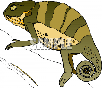 Reptile Clipart