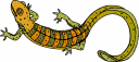 Lizard Clipart